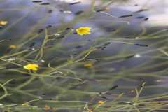 Crepis flexuosa